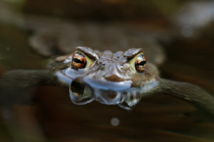 Toad in the water, Bufo Bufo, Reflection Toad in the water, Bufo Bufo, Reflection